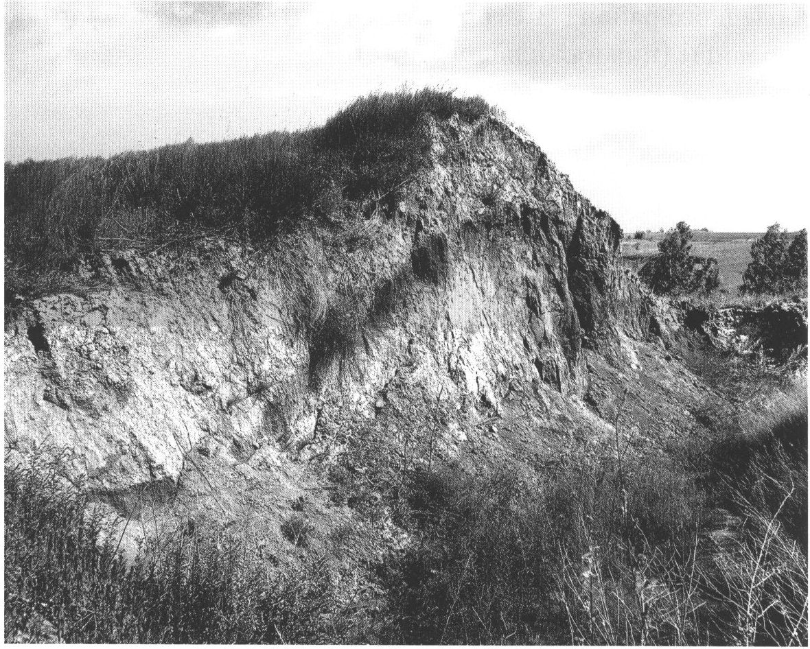 Археологический разрез вала старорязанского городища. Виден слой гари — след пожара 1237 г. Археологический разрез вала старорязанского городища. Виден слой гари — след пожара 1237 г.