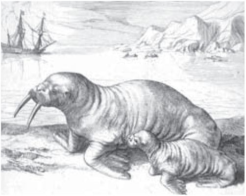 Моржи на гравюре голландского картографа Гесселя Герритса, 1613 г. Моржи на гравюре голландского картографа Гесселя Герритса, 1613 г.
