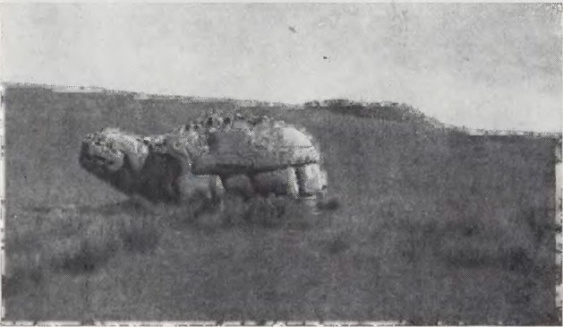 Каменная черепаха близ Каракорума